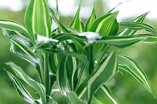 水培富贵竹怎么生根快