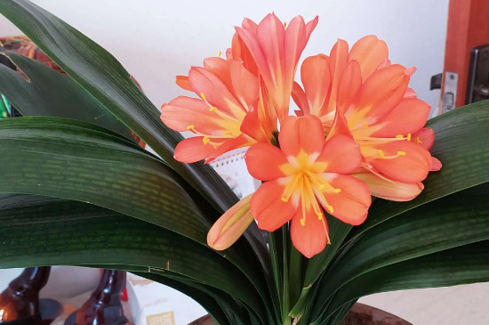 君子兰刚见花苞到抽箭需几天