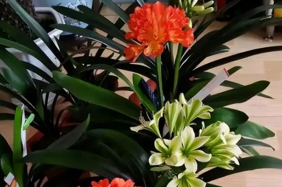 君子兰刚见花苞到抽箭需几天