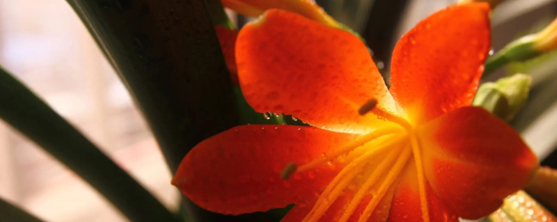 君子兰刚见花苞到抽箭需几天