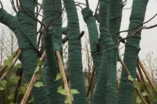 树木过冬的方法有哪些