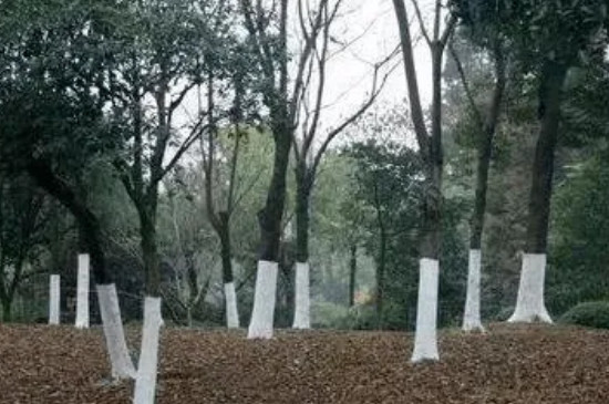 树木过冬的方法有哪些