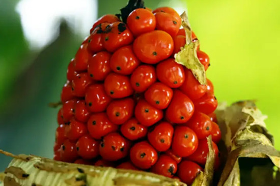 果实和种子是如何形成的