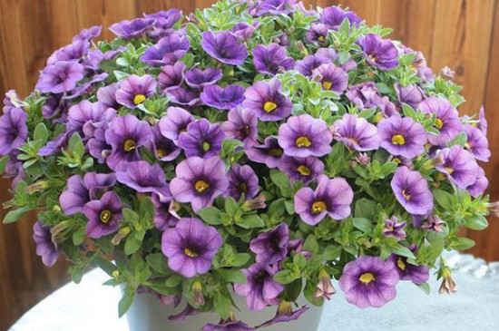 舞春花的养殖方法和注意事项