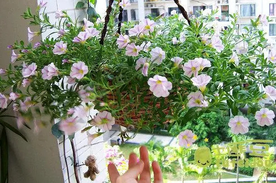 舞春花的养殖方法和注意事项