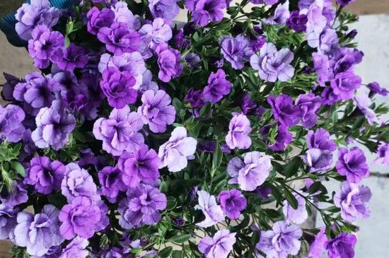 舞春花的养殖方法和注意事项