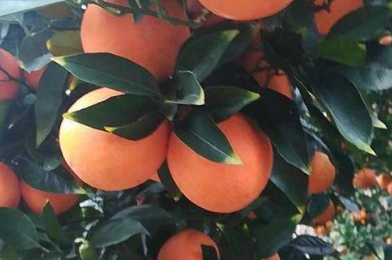 奉节脐橙品种