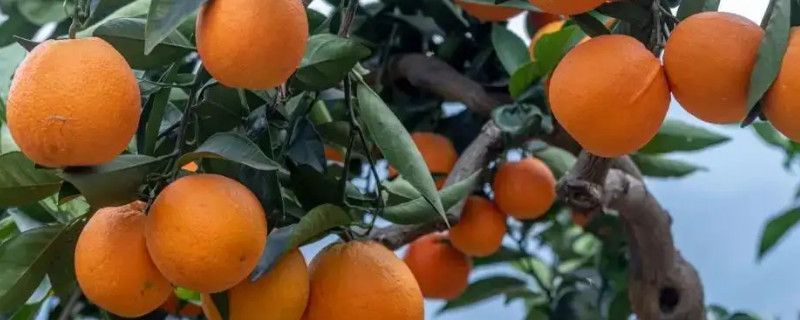 奉节脐橙品种