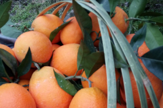 奉节脐橙品种