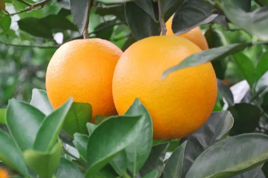 奉节脐橙品种