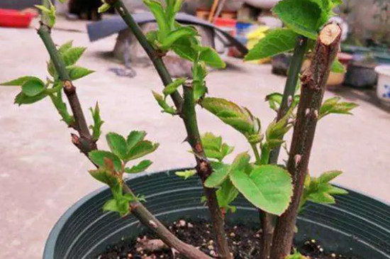 月季冬天怎么修剪