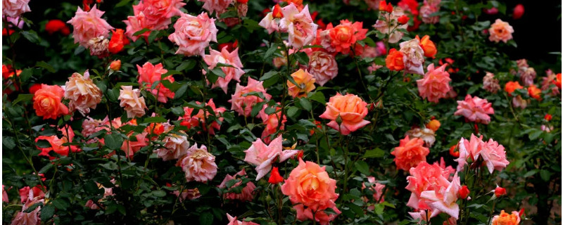 月季冬天怎么修剪