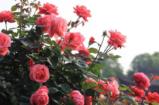 月季冬天怎么修剪