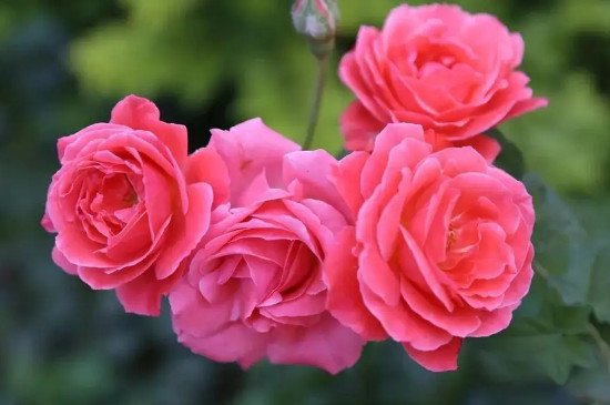 月季冬天怎么修剪