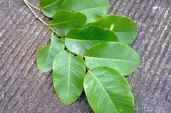 檀香紫檀与小叶紫檀的区别