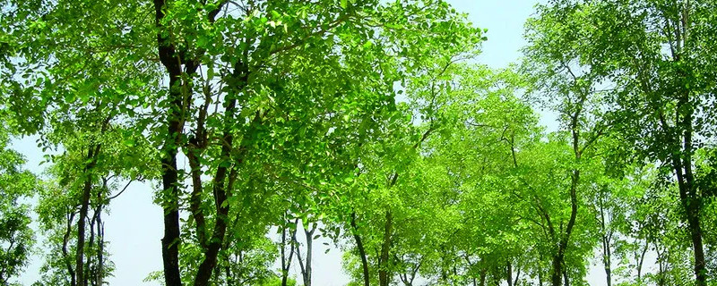 檀香紫檀与小叶紫檀的区别