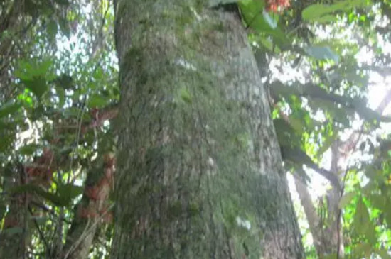 檀香紫檀与小叶紫檀的区别