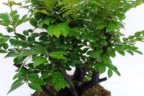 檀香紫檀与小叶紫檀的区别