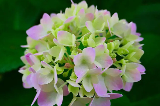 臭绣球花的养殖方法和注意事项