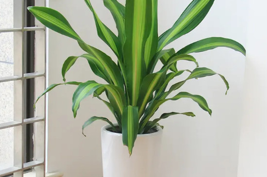 巴西木多久能泡出根