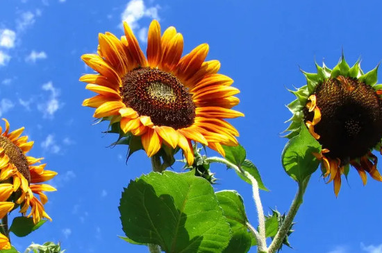 向日葵花语象征与寓意