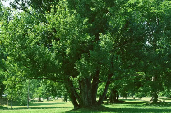 冬天修剪树木可以吗
