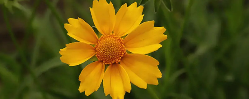 格桑花是什么意思,代表什么