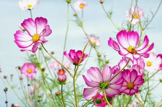 格桑花是什么意思,代表什么