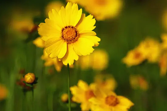 格桑花是什么意思,代表什么