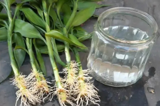 水培富贵竹怎么生根快