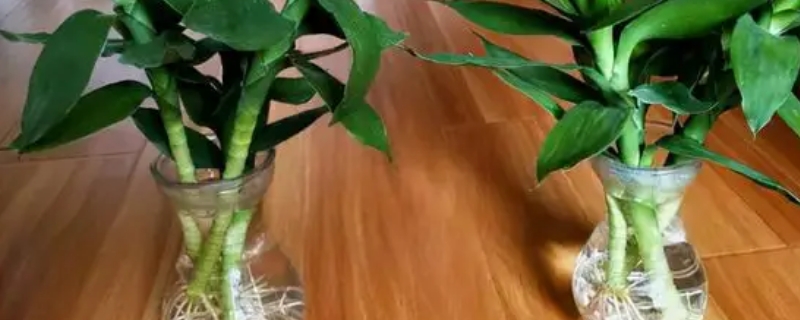 水培富贵竹怎么生根快