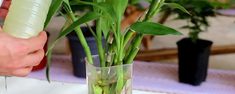 富贵竹怎么水养