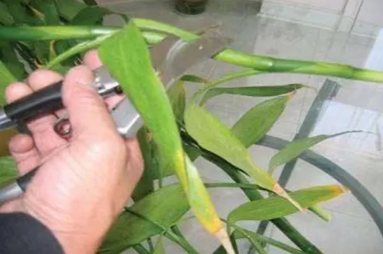 富贵竹怎么水养