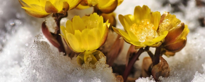 冰凌花是保护植物吗