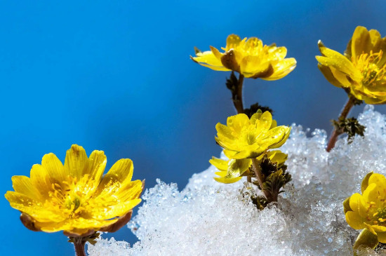 冰凌花是保护植物吗