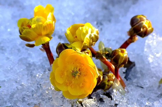 冰凌花是保护植物吗