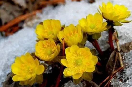 冰凌花是保护植物吗