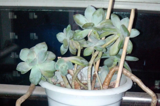 冬美人爆盆最简单方法