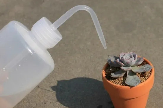 bet365365体育
怎么养可以晒太阳吗