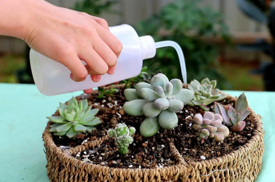 bet365365体育
怎么养可以晒太阳吗