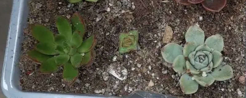 bet365365体育
怎么养可以晒太阳吗