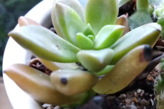 多肉叶子出现黑斑怎么办