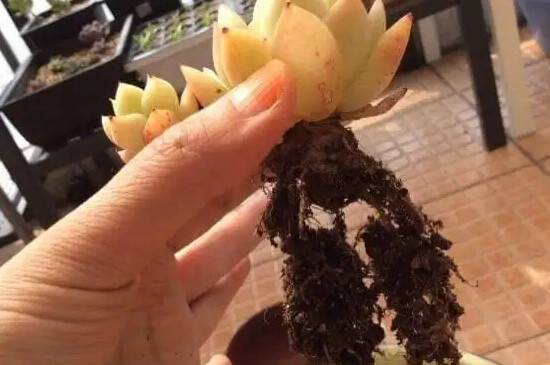 多肉叶子出现黑斑怎么办