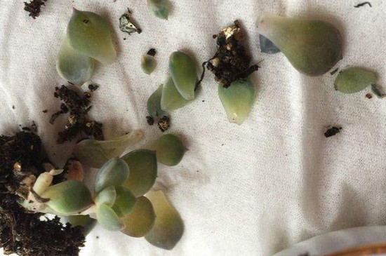 多肉叶子出现黑斑怎么办