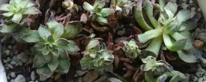 多肉叶子出现黑斑怎么办