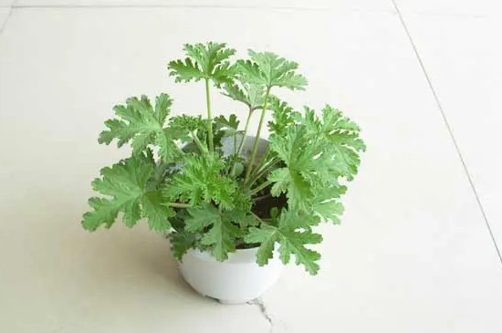 驱蚊竹适合室内养吗