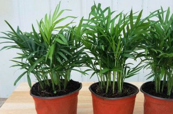 驱蚊竹适合室内养吗