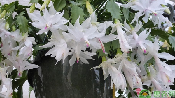 买回来的蟹爪兰花不要换盆,可以在外面套一个漂亮的花盆,开完花后再换盆。(图片:网络图片)