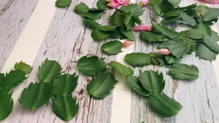修剪下来的叶片不要丢掉,可以做扦插。蟹爪兰的扦插成活率非常高,而且不需要生根粉。(图片:莎拉养花)