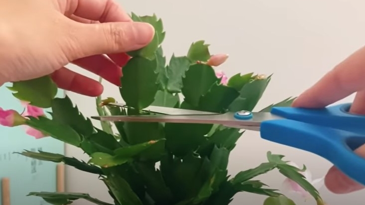 修剪中很多朋友会使用剪刀齐茬剪掉,这样很容易把叶片上的芽点剪掉,使得蟹爪兰在很长时间内不会发新芽或者开花。(图片:莎拉养花)